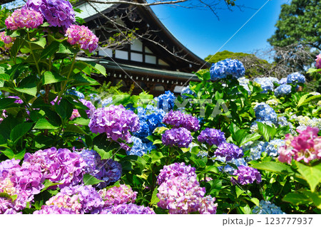 本土寺 美しいあじさい(千葉県松戸市) 本土寺 美しいあじさい(千葉県松戸市) 123777937