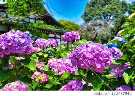 本土寺　美しいあじさい（千葉県松戸市） 123777940