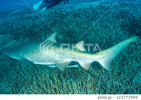 シロワニ　小笠原　東京都　 123777949