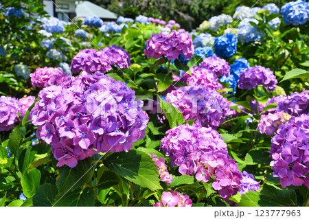 本土寺　美しいあじさい（千葉県松戸市） 123777963