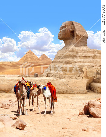 Camels, Great Sphinx and pyramids of Chephren and Cheops, Cairo, Egypt. Great Pyramids and statue of Sphinx, Giza complex. Topic of summer vacation, travel, trip abroad on vacation, cruises and tours 123778033