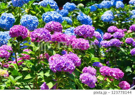 本土寺 美しいあじさい(千葉県松戸市) 本土寺 美しいあじさい(千葉県松戸市) 123778144