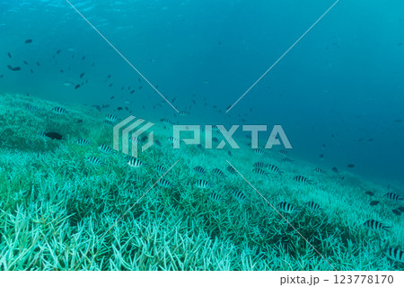 白化したエダサンゴ　小笠原　東京都 123778170