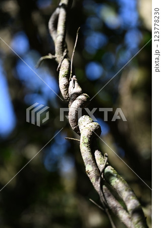 助け合う蔓性植物 123778230