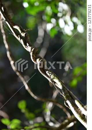 助け合う蔓性植物 助け合う蔓性植物 123778231