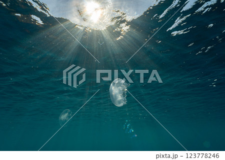 白化したサンゴとミズクラゲ 小笠原 白化したサンゴとミズクラゲ 小笠原 123778246