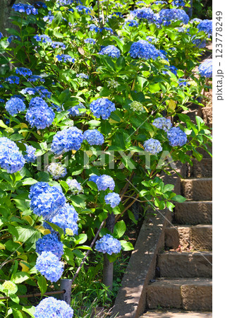本土寺 美しいあじさい(千葉県松戸市) 本土寺 美しいあじさい(千葉県松戸市) 123778249