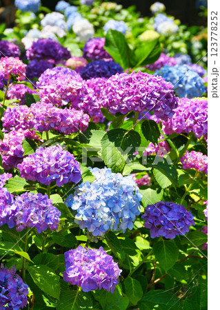 本土寺　美しいあじさい（千葉県松戸市） 123778252