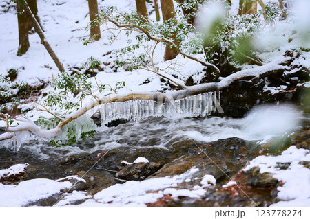 枝にぶら下がるつらら 123778274
