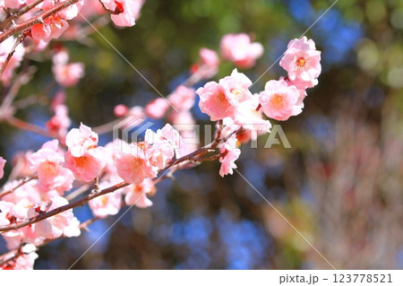 ピンク色の梅　武蔵野（むさしの）　　 123778521