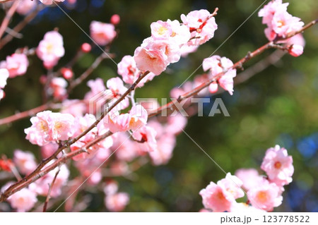 ピンク色の梅　武蔵野（むさしの）　　 123778522