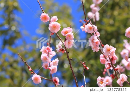 ピンク色の梅　武蔵野（むさしの）　　 123778525