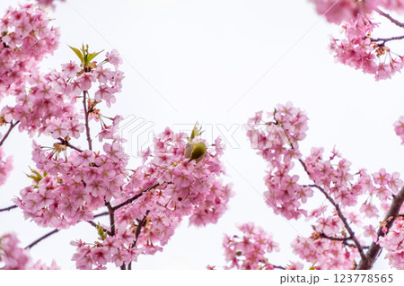 待ちに待った春が来た! 待ちに待った春が来た! 123778565