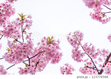 待ちに待った春が来た! 123778566