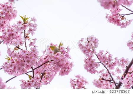 待ちに待った春が来た! 待ちに待った春が来た! 123778567