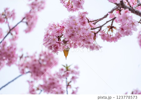 待ちに待った春が来た! 123778573