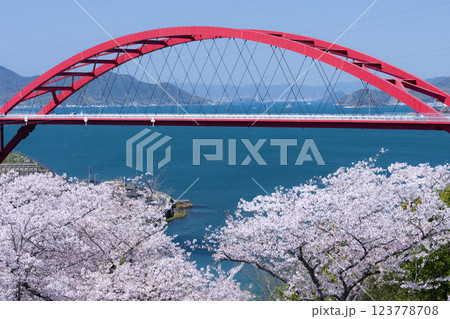 満開の桜と青い海と赤い橋 満開の桜と青い海と赤い橋 123778708