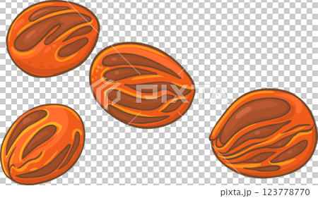Nutmeg Nuts Colored Detailed Illustration. 123778770