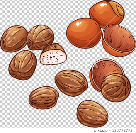 Shea Nuts Colored Detailed Illustration. Ingredient for cosmetics, spa, aromatherapy, health care, alternative medicine. 123778772