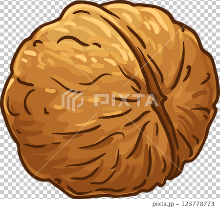 Walnut Colored Detailed Illustration. Organic natural nutritional healthy food ingredient, vegetarian diet product. 123778773