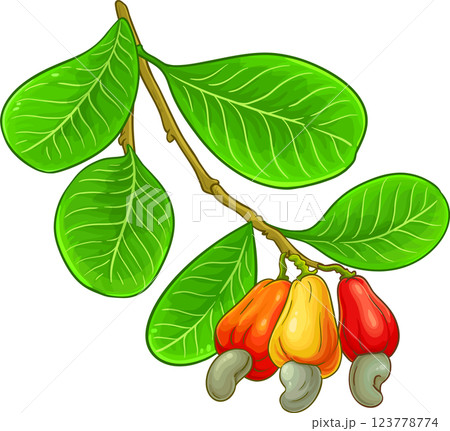 Cashew Branch with Nuts and Leaves Colored Detailed Illustration. Organic natural nutritional healthy food ingredient, vegetarian diet product. Cashew Branch with Nuts and Leaves Colored Detailed Illustration. Organic natural nutritional healthy food ingredient, vegetarian diet product. 123778774