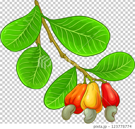 Cashew Branch with Nuts and Leaves Colored Detailed Illustration. Organic natural nutritional healthy food ingredient, vegetarian diet product.  123778774