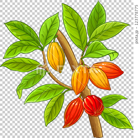Cocoa Branch with Beans and Leaves Colored Detailed Illustration. Organic natural nutritional healthy food ingredient, vegetarian diet product. Cocoa Branch with Beans and Leaves Colored Detailed Illustration. Organic natural nutritional healthy food ingredient, vegetarian diet product. 123778775