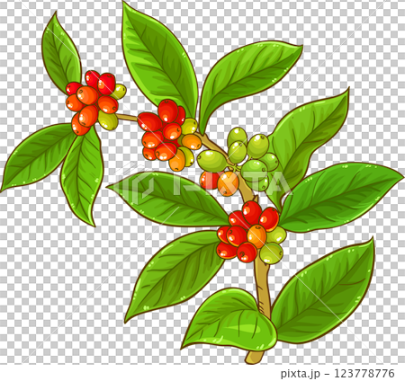 Coffee Branch Berries Colored Detailed Illustration. Organic natural nutritional Ingredient. Coffee Branch Berries Colored Detailed Illustration. Organic natural nutritional Ingredient. 123778776