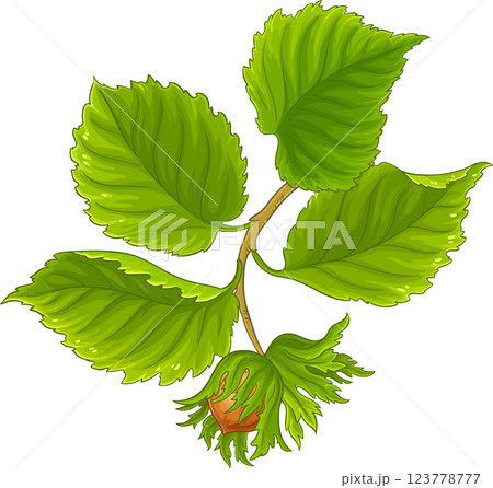 Hazelnut Branch with Nuts and Leaves Colored Detailed Illustration. Organic natural nutritional healthy food ingredient, vegetarian diet product.  123778777