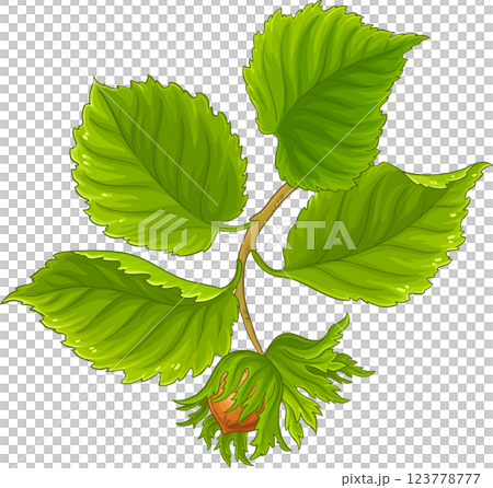 Hazelnut Branch with Nuts and Leaves Colored Detailed Illustration. Organic natural nutritional healthy food ingredient, vegetarian diet product.  123778777