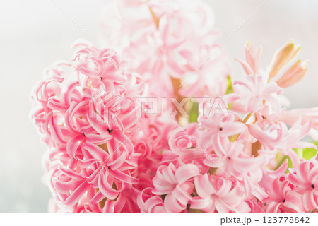 8 March greeting card. mother's day, International Women's Day congratulate Holiday background celebration concept. Pink hyacinth bouquet 123778842