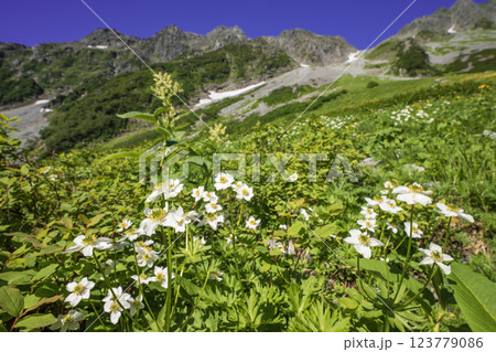 涸沢の鉱山植物と北アルプスの山々 涸沢の鉱山植物と北アルプスの山々 123779086