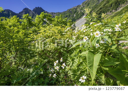 涸沢の高山植物と新緑 涸沢の高山植物と新緑 123779087