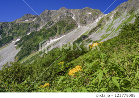 高山植物咲く涸沢から見る夏の北アルプス 高山植物咲く涸沢から見る夏の北アルプス 123779089