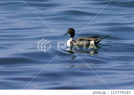 Wildlife - Birds. The Northern Pintail (Anas acuta) lives in wetlands such as sheltered deltas, salt marshes, shallow waters and coastal lagoons. It feeds on aquatic vegetation. 123779183