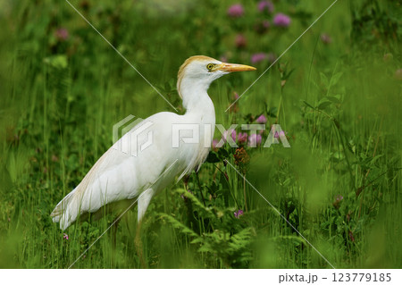 Wildlife - Birds. Western cattle egret (Bubulcus ibis) mostly live in fields, steppes and grasslands, except wetlands. They usually feed on insects. 123779185