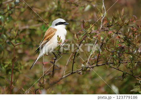 Wildlife-birds. The red-backed Shrike (Lanius collurio) bird belongs to the laniidae family. Shrub open fields and hedges on the edges of these fields are their habitats. They usually feed on insects. Wildlife-birds. The red-backed Shrike (Lanius collurio) bird belongs to the laniidae family. Shrub open fields and hedges on the edges of these fields are their habitats. They usually feed on insects. 123779186