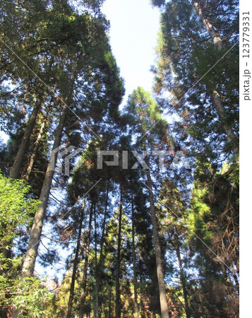 熊本県阿蘇郡小国町、鍋ヶ滝公園の美しい杉木立 熊本県阿蘇郡小国町、鍋ヶ滝公園の美しい杉木立 123779331