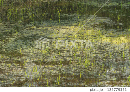 水面に映る苔の緑 123779351