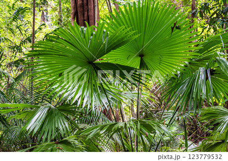 Museum Emilio Goeldi at Belem, Brazil. A Research Institute and Museum with Fauna and Flora from Brazilian Amazon 123779532
