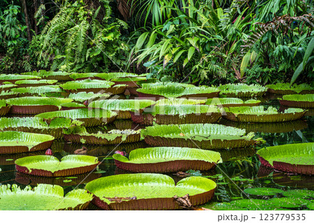 Amazonian lily in water, the largest aquatic plant in the world in Belem do Para, Brazil 123779535