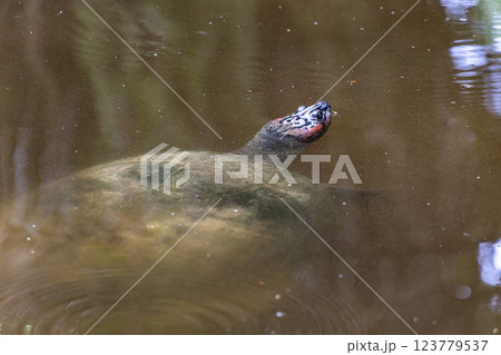 The Arrau turtle, Podocnemis expansa is the largest of the side-neck turtles in Latin America. Seen at Belem in Brazil 123779537