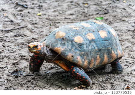 Red-footed tortoise, Chelonoidis carbonaria at Belem, Para, Brazil. Turtle species that inhabit the Amazon 123779539