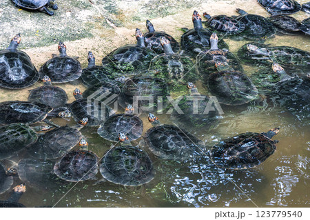 The Arrau turtle, Podocnemis expansa is the largest of the side-neck turtles in Latin America. Seen at Belem in Brazil 123779540