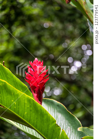 Museum Emilio Goeldi at Belem, Brazil. A Research Institute and Museum with Fauna and Flora from Brazilian Amazon 123779541