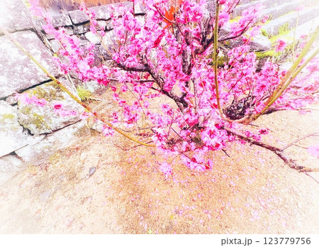 お寺の前にピンク色の鮮やかな梅の木 お寺の前にピンク色の鮮やかな梅の木 123779756