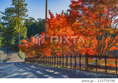 袋井市にある法多山尊永寺の紅葉に包まれた参道の風景(静岡県) 123779790