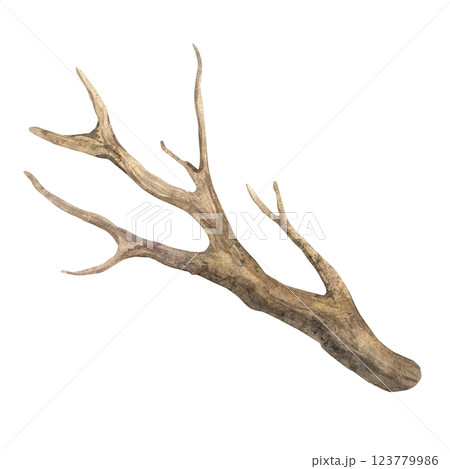 Dry tree branch without leaves. Watercolor illustration of a botanical brown branch in a realistic style on an isolated background. For eco-friendly or rustic design, packaging, cards, stickers. Dry tree branch without leaves. Watercolor illustration of a botanical brown branch in a realistic style on an isolated background. For eco-friendly or rustic design, packaging, cards, stickers. 123779986