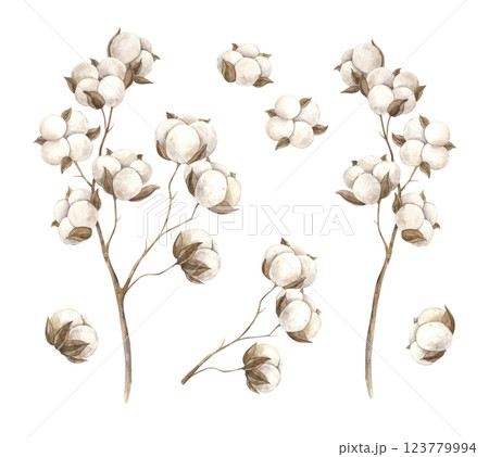 Cotton flower. Set of dry cotton items. Watercolor botanical set on isolated background. The pattern is suitable for interior, poster, card, wedding design, flower arrangement, autumn decor 123779994