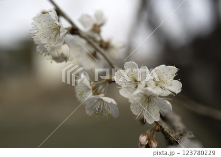 サクランボの花 123780229